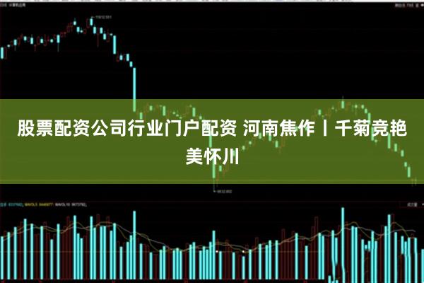 股票配资公司行业门户配资 河南焦作丨千菊竞艳美怀川